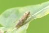 Lamprotettix nitidulus